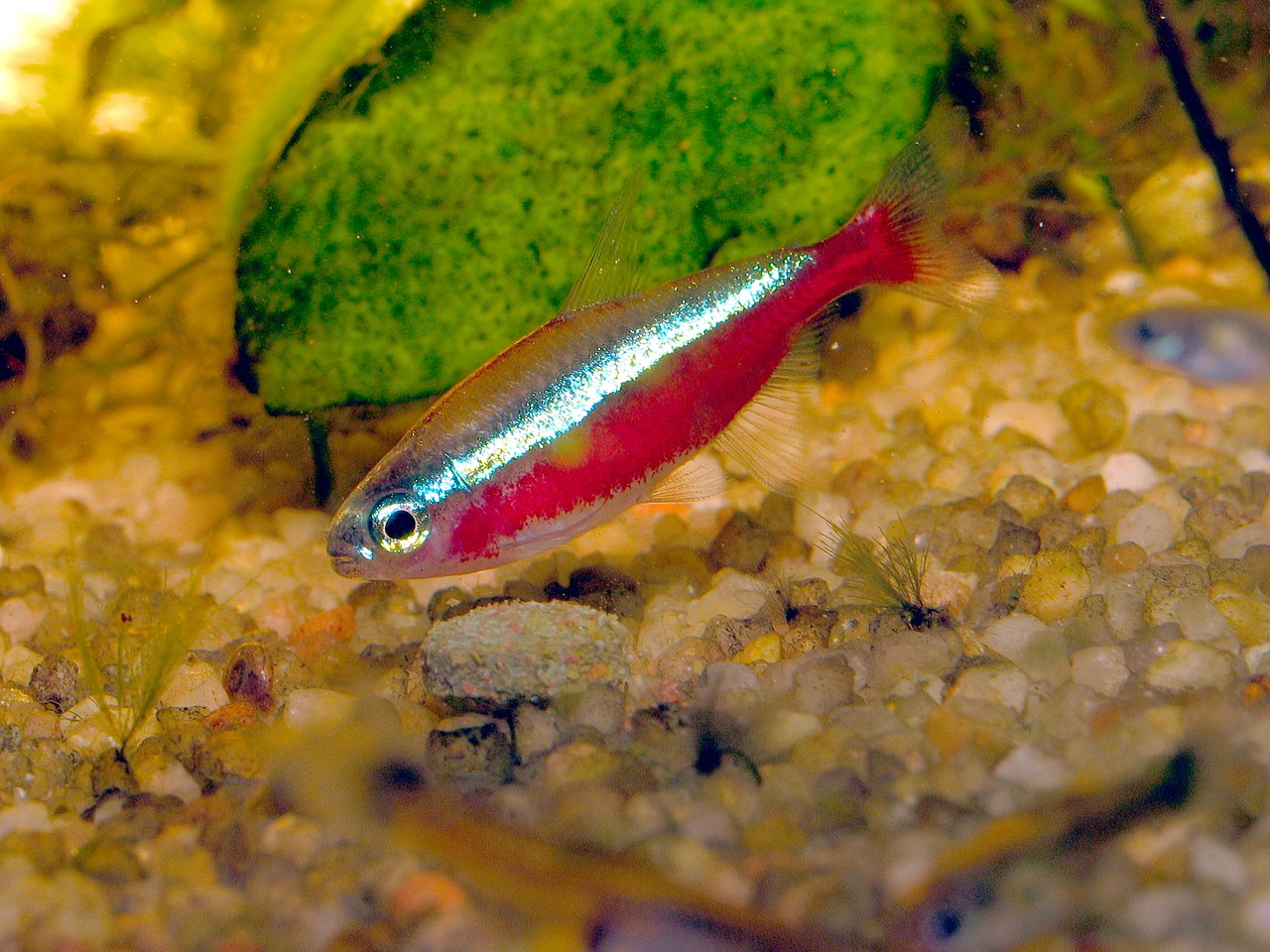 Peixe cardinal, de cor brilhante, também chamado "neon". Tem a cor vermelha na parte de baixo e um listra prata brilhante no meio