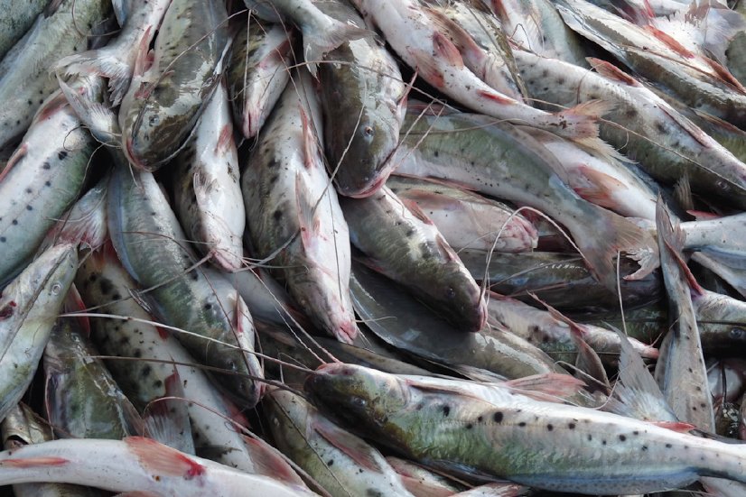 Exemplares de piracatinga pescados (Foto: Mapa/divulgação)