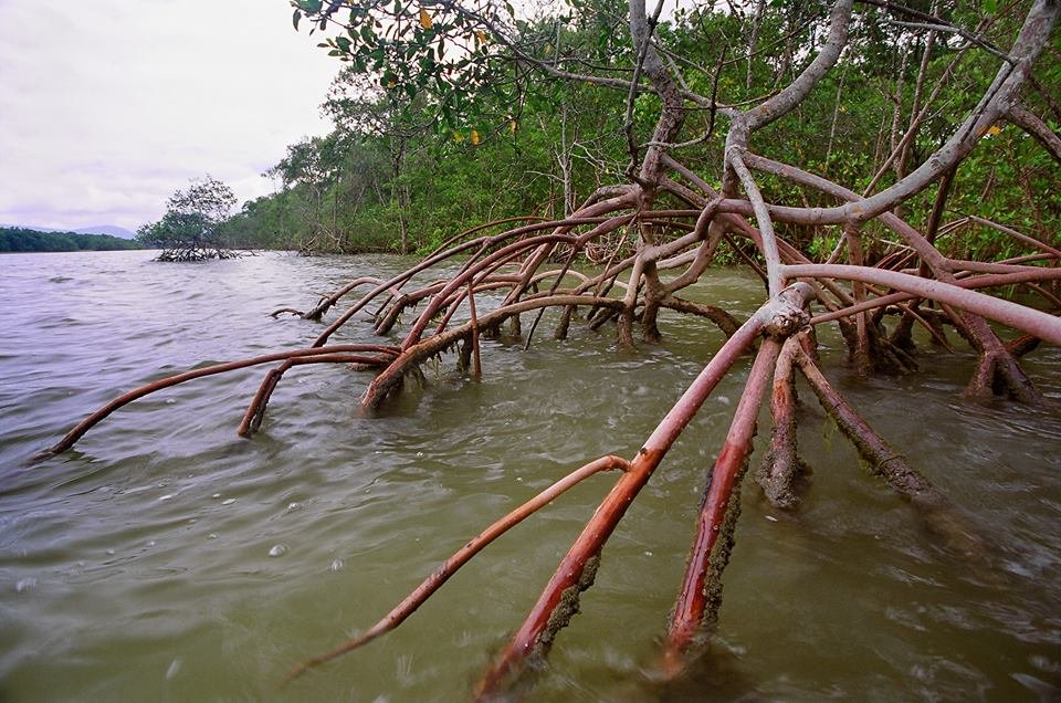 Foto de manguezal (ICMBio)