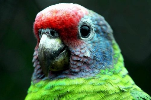 Ave ameaçada de extinção